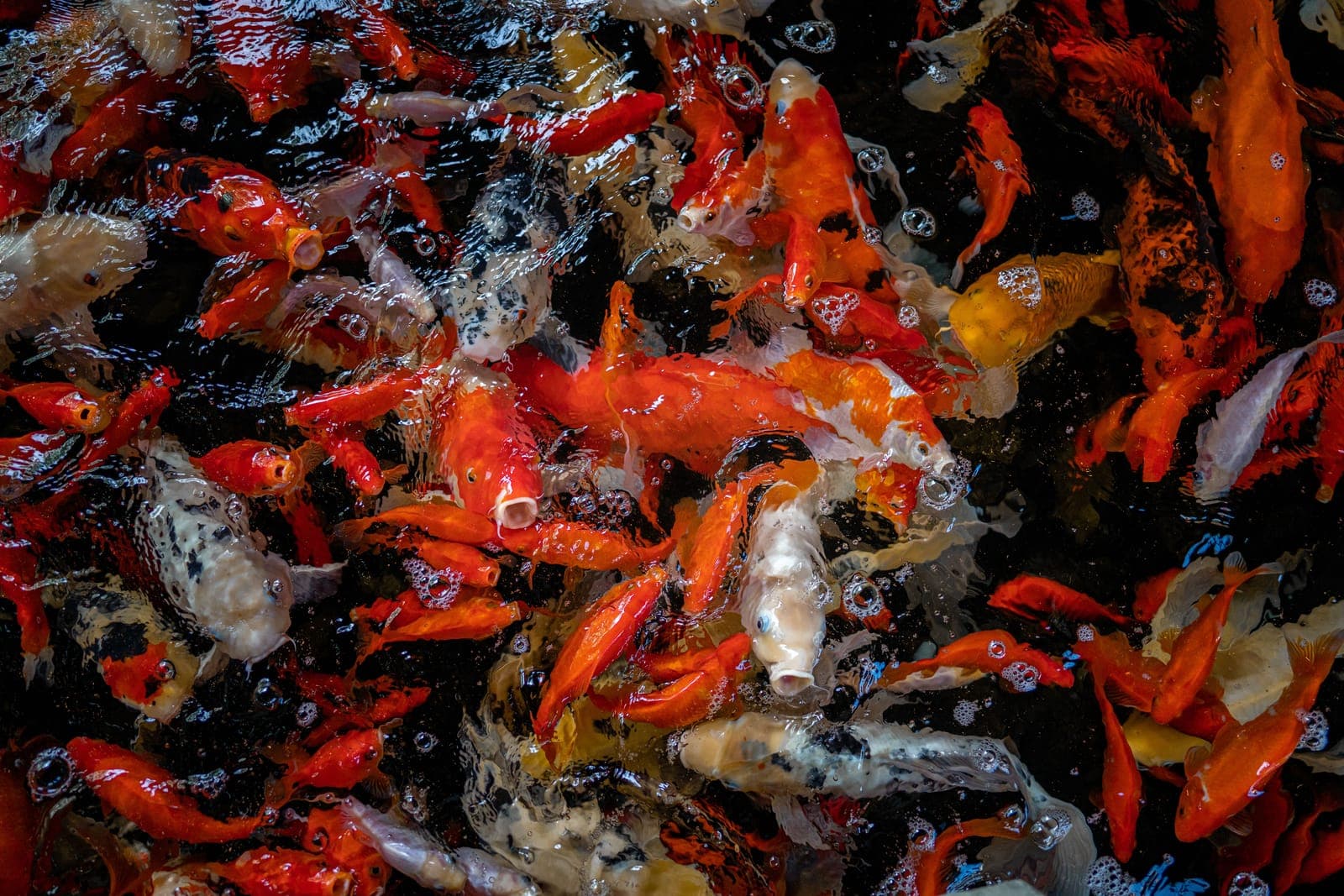 A group of koi gathered near the surface of a clear garden pond