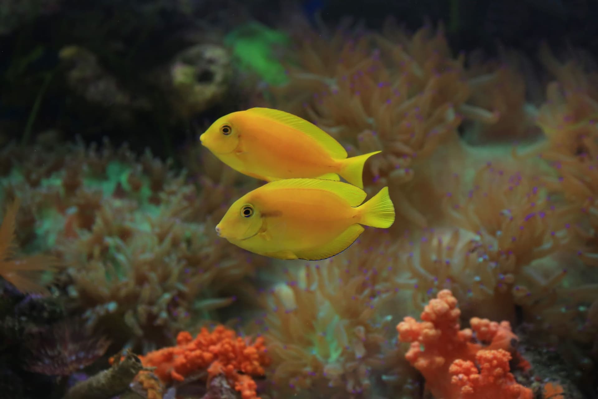 Two yellow tangs over coral in a reef aquarium