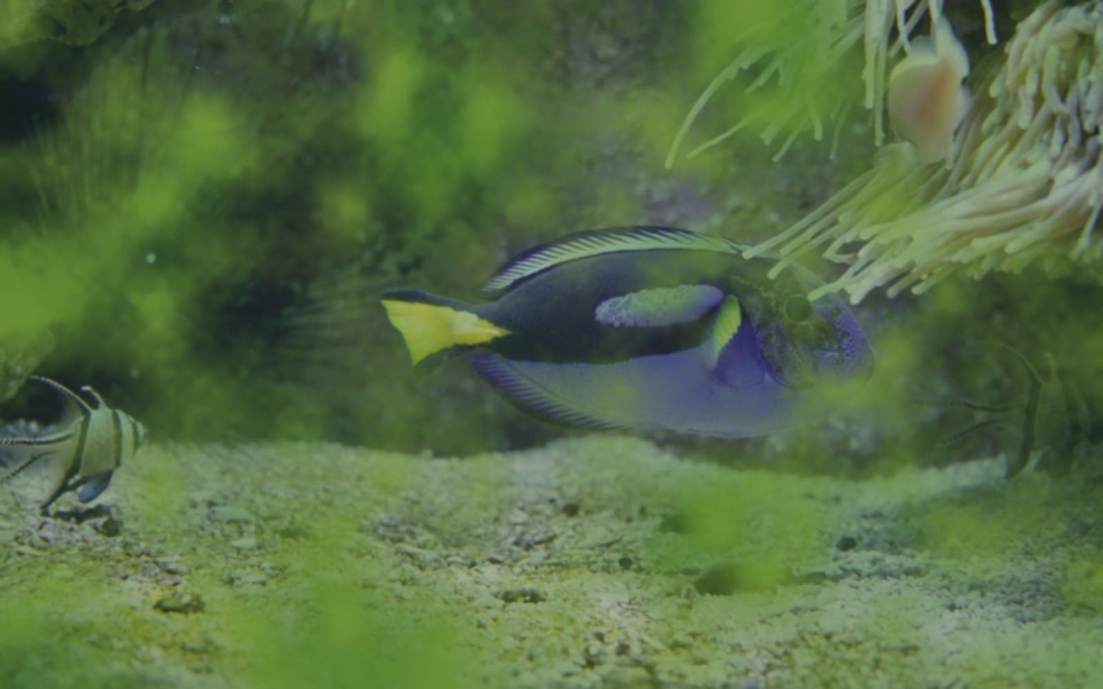 Green algae film covering the front glass of a neglected aquarium