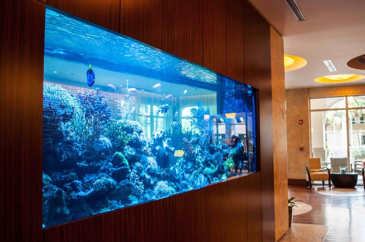 A wall-mounted reef aquarium Jason services in Palm Beach County